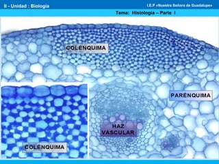 II - Unidad : Biología
Tema: Histología – Parte I
I.E.P «Nuestra Señora de Guadalupe»
 