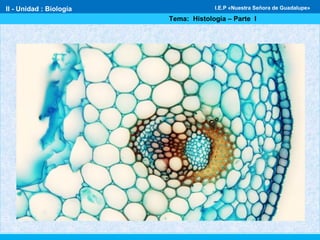 II - Unidad : Biología
Tema: Histología – Parte I
I.E.P «Nuestra Señora de Guadalupe»
 