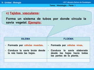 c) Tejidos vasculares:
Forma un sistema de tubos por donde circula la
savia vegetal. Ejemplo:
XILEMA FLOEMA
- Formada por células muertas.
- Conduce la savia bruta desde
la raíz hasta las hojas.
- Formada por células vivas.
- Conduce la savia elaborada
desde las hojas hacia todas
las partes de la planta.
II - Unidad : Biología
Tema: Histología – Parte I
I.E.P «Nuestra Señora de Guadalupe»
 