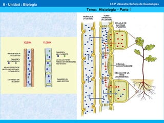 II - Unidad : Biología
Tema: Histología – Parte I
I.E.P «Nuestra Señora de Guadalupe»
 