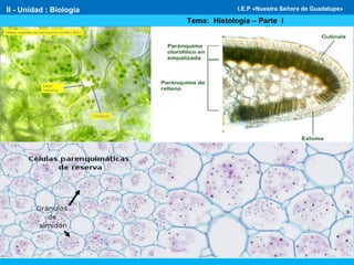 II - Unidad : Biología
Tema: Histología – Parte I
I.E.P «Nuestra Señora de Guadalupe»
 