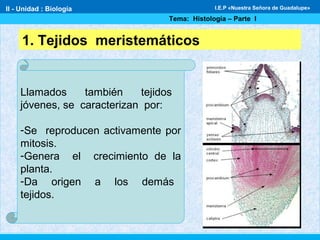 1. Tejidos meristemáticos
Llamados también tejidos
jóvenes, se caracterizan por:
-Se reproducen activamente por
mitosis.
-Genera el crecimiento de la
planta.
-Da origen a los demás
tejidos.
II - Unidad : Biología
Tema: Histología – Parte I
I.E.P «Nuestra Señora de Guadalupe»
 