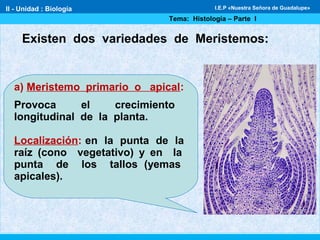 Existen dos variedades de Meristemos:
a) Meristemo primario o apical:
Provoca el crecimiento
longitudinal de la planta.
Localización: en la punta de la
raíz (cono vegetativo) y en la
punta de los tallos (yemas
apicales).
II - Unidad : Biología
Tema: Histología – Parte I
I.E.P «Nuestra Señora de Guadalupe»
 