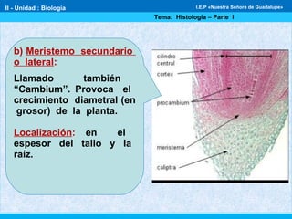 b) Meristemo secundario
o lateral:
Llamado también
“Cambium”. Provoca el
crecimiento diametral (en
grosor) de la planta.
Localización: en el
espesor del tallo y la
raíz.
II - Unidad : Biología
Tema: Histología – Parte I
I.E.P «Nuestra Señora de Guadalupe»
 