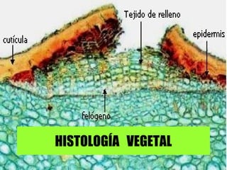 HISTOLOGÍA VEGETAL 
 