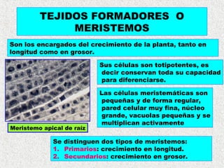 TEJIDOS FORMADORES O 
MERISTEMOS 
Son los encargados del crecimiento de la planta, tanto en 
longitud como en grosor. 
Sus...