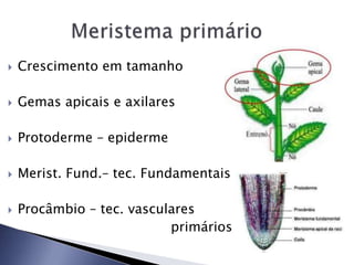  Crescimento em tamanho
 Gemas apicais e axilares
 Protoderme – epiderme
 Merist. Fund.– tec. Fundamentais
 Procâmbio – tec. vasculares
primários
 