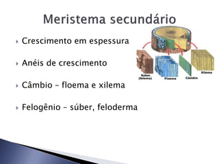 Crescimento em espessura
 Anéis de crescimento
 Câmbio – floema e xilema
 Felogênio – súber, feloderma
 