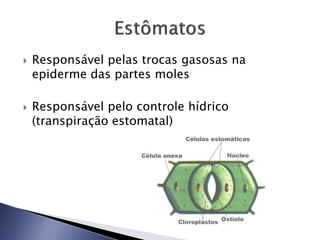  Responsável pelas trocas gasosas na
epiderme das partes moles
 Responsável pelo controle hídrico
(transpiração estomatal)
 
