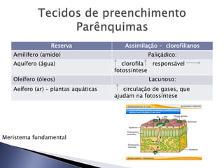 Reserva Assimilação - clorofilianos
Amilífero (amido) Paliçádico:
Aquífero (água) clorofila responsável
fotossíntese
Oleífero (óleos) Lacunoso:
Aeífero (ar) – plantas aquáticas circulação de gases, que
ajudam na fotossíntese
Meristema fundamental
 