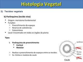 2) Tecidos vegetais
b) Parênquima (tecido vivo)
 Origem: meristema fundamental
 Funções:
o Preenchimento de espaços
o Reserva de substâncias
o Fotossíntese
 Local: Encontrado em todos os órgãos da planta
Tipos
I. Parênquima de preenchimento
 Cortical
 Medular
o Realiza o preenchimento de espaços entre os tecidos
o Ex: Córtex e medula do caule
Caule
Histologia VegetalHistologia Vegetal
 
