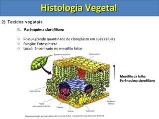 2) Tecidos vegetais
II. Parênquima clorofiliano
o Possui grande quantidade de cloroplasto em suas células
o Função: Fotossíntese
o Local: Encontrado no mesófilo foliar
Mesófilo da folha
Parênquima clorofiliano
Histologia VegetalHistologia Vegetal
 