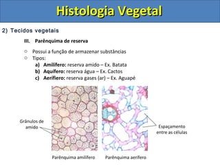 2) Tecidos vegetais
III. Parênquima de reserva
o Possui a função de armazenar substâncias
o Tipos:
a) Amilífero: reserva amido – Ex. Batata
b) Aquífero: reserva água – Ex. Cactos
c) Aerífiero: reserva gases (ar) – Ex. Aguapé
Parênquima amilífero Parênquima aerífero
Grânulos de
amido Espaçamento
entre as células
Histologia VegetalHistologia Vegetal
 