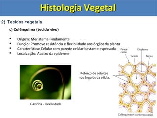 2) Tecidos vegetais
c) Colênquima (tecido vivo)
 Origem: Meristema Fundamental
 Função: Promove resistência e flexibilidade aos órgãos da planta
 Característica: Células com parede celular bastante espessada
 Localização: Abaixo da epiderme
Reforço de celulose
nos ângulos da célula.
Gavinha - Flexiblidade
Histologia VegetalHistologia Vegetal
 