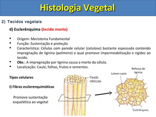 2) Tecidos vegetais
d) Esclerênquima (tecido morto)
 Origem: Meristema Fundamental
 Função: Sustentação e proteção
 Característica: Células com parede celular (celulose) bastante espessada contendo
impregnação de lignina (polímero) o qual promove impermeabilização e rigidez ao
tecido.
 Obs.: A impregnação por lignina causa a morte da célula.
 Localização: Caule, folhas, frutos e sementes.
Tipos celulares
I) Fibras esclerenquimáticas
Reforço de
ligninaLúmen vazio
Promove sustentação
esquelética ao vegetal
Histologia VegetalHistologia Vegetal
 