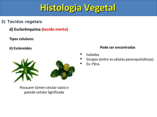 2) Tecidos vegetais
d) Esclerênquima (tecido morto)
Tipos celulares
II) Esclereídes
Possuem lúmen celular vazio e
parede celular lignificada
Pode ser encontradas
 Isoladas
 Grupos (entre as células parenquimáticas)
 Ex: Pêra.
Histologia VegetalHistologia Vegetal
 