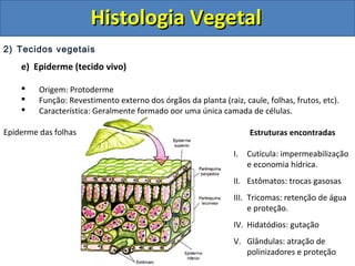 2) Tecidos vegetais
e) Epiderme (tecido vivo)
 Origem: Protoderme
 Função: Revestimento externo dos órgãos da planta (raiz, caule, folhas, frutos, etc).
 Característica: Geralmente formado por uma única camada de células.
Epiderme das folhas Estruturas encontradas
I. Cutícula: impermeabilização
e economia hídrica.
II. Estômatos: trocas gasosas
III. Tricomas: retenção de água
e proteção.
IV. Hidatódios: gutação
V. Glândulas: atração de
polinizadores e proteção
Histologia VegetalHistologia Vegetal
 