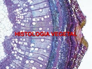 HISTOLOGIA VEGETALHISTOLOGIA VEGETAL
 