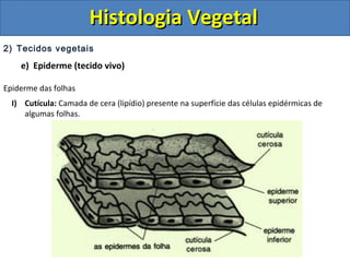 2) Tecidos vegetais
e) Epiderme (tecido vivo)
Epiderme das folhas
I) Cutícula: Camada de cera (lipídio) presente na superfície das células epidérmicas de
algumas folhas.
Histologia VegetalHistologia Vegetal
 
