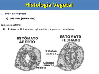 2) Tecidos vegetais
e) Epiderme (tecido vivo)
Epiderme das folhas
II) Estômatos: Únicas células epidérmicas que possuem cloroplastos.
Histologia VegetalHistologia Vegetal
 