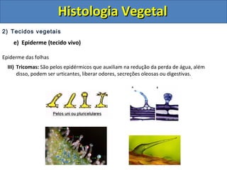 2) Tecidos vegetais
e) Epiderme (tecido vivo)
Epiderme das folhas
III) Tricomas: São pelos epidérmicos que auxiliam na redução da perda de água, além
disso, podem ser urticantes, liberar odores, secreções oleosas ou digestivas.
Histologia VegetalHistologia Vegetal
 
