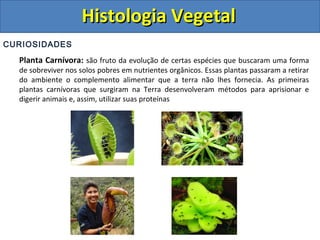 CURIOSIDADES
Planta Carnívora: são fruto da evolução de certas espécies que buscaram uma forma
de sobreviver nos solos pobres em nutrientes orgânicos. Essas plantas passaram a retirar
do ambiente o complemento alimentar que a terra não lhes fornecia. As primeiras
plantas carnívoras que surgiram na Terra desenvolveram métodos para aprisionar e
digerir animais e, assim, utilizar suas proteínas
Histologia VegetalHistologia Vegetal
 