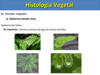 2) Tecidos vegetais
e) Epiderme (tecido vivo)
Epiderme das folhas
III) Hidatódio: Elimina o excesso de água do interior da folha.
Histologia VegetalHistologia Vegetal
 