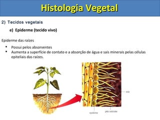 2) Tecidos vegetais
e) Epiderme (tecido vivo)
Epiderme das raízes
 Possui pelos absorventes
 Aumenta a superfície de contato e a absorção de água e sais minerais pelas células
epiteliais das raízes.
Histologia VegetalHistologia Vegetal
 