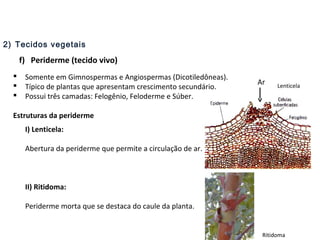 2) Tecidos vegetais
f) Periderme (tecido vivo)
 Somente em Gimnospermas e Angiospermas (Dicotiledôneas).
 Típico de plantas que apresentam crescimento secundário.
 Possui três camadas: Felogênio, Feloderme e Súber.
Estruturas da periderme
I) Lenticela:
Abertura da periderme que permite a circulação de ar.
II) Ritidoma:
Periderme morta que se destaca do caule da planta.
Lenticela
Ritidoma
Ar
 