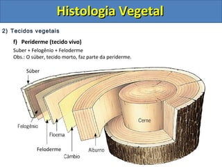2) Tecidos vegetais
f) Periderme (tecido vivo)
Suber + Felogênio + Feloderme
Obs.: O súber, tecido morto, faz parte da periderme.
Súber
Feloderme
Histologia VegetalHistologia Vegetal
 