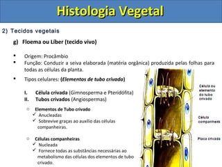 2) Tecidos vegetais
g) Floema ou Líber (tecido vivo)
 Origem: Procâmbio
 Função: Conduzir a seiva elaborada (matéria orgânica) produzida pelas folhas para
todas as células da planta.
 Tipos celulares: (Elementos de tubo crivado)
I. Célula crivada (Gimnosperma e Pteridófita)
II. Tubos crivados (Angiospermas)
o Elementos de Tubo crivado
 Anucleadas
 Sobrevive graças ao auxílio das células
companheiras.
o Células companheiras
 Nucleada
 Fornece todas as substâncias necessárias ao
metabolismo das células dos elementos de tubo
crivado.
Histologia VegetalHistologia Vegetal
 