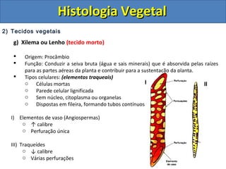 2) Tecidos vegetais
g) Xilema ou Lenho (tecido morto)
 Origem: Procâmbio
 Função: Conduzir a seiva bruta (água e sais minerais) que é absorvida pelas raízes
para as partes aéreas da planta e contribuir para a sustentação da planta.
 Tipos celulares: (elementos traqueais)
o Células mortas
o Parede celular lignificada
o Sem núcleo, citoplasma ou organelas
o Dispostas em fileira, formando tubos contínuos
I) Elementos de vaso (Angiospermas)
o ↑ calibre
o Perfuração única
III) Traqueídes
o ↓ calibre
o Várias perfurações
I II
Histologia VegetalHistologia Vegetal
 