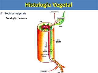 2) Tecidos vegetais
Condução de seiva
Histologia VegetalHistologia Vegetal
 