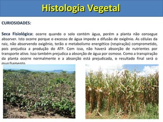 CURIOSIDADES:
Seca Fisiológica: ocorre quando o solo contém água, porém a planta não consegue
absorver. Isto ocorre porque o excesso de água impede a difusão de oxigênio. As células da
raiz, não absorvendo oxigênio, terão o metabolismo energético (respiração) comprometido,
pois prejudica a produção do ATP. Com isso, não haverá absorção de nutrientes por
transporte ativo. Isso também prejudica a absorção de água por osmose. Como a transpiração
da planta ocorre normalmente e a absorção está prejudicada, o resultado final será o
murchamento.
Histologia VegetalHistologia Vegetal
 