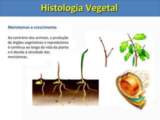 Meristemas e crescimento
Ao contrário dos animais, a produção
de órgãos vegetativos e reprodutores
é contínua ao longo da vida da planta
e é devida à atividade dos
meristemas.
Histologia VegetalHistologia Vegetal
 