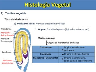 2) Tecidos vegetais
Tipos de Meristemas:
a) Meristema apical: Promove crescimento vertical
 Origem: Embrião da planta (ápice do caule e da raiz)
Meristema
apical da raiz
Procâmbio
Protoderme
Meristema
Fundamental
Meristema
Apical do caule
Protoderme Origina a epiderme e
periderme
Procâmbio Origina o xilema e floema
Meristema Fundamental Origina o parênquima,
colênquima e esclerênquima
Meristema apical
Origina os meristemas primários
Histologia VegetalHistologia Vegetal
 