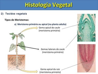 2) Tecidos vegetais
Tipos de Meristemas:
a) Meristema primário ou apical (na planta adulta)
Gema apical do caule
(meristema primário)
Gema apical da raiz
(meristema primário)
Gemas laterais do caule
(meristema primário)
Histologia VegetalHistologia Vegetal
 
