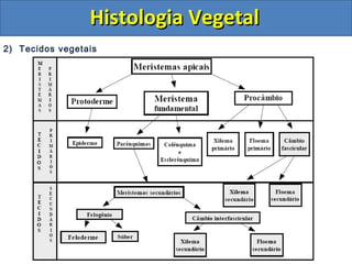 2) Tecidos vegetais
Histologia VegetalHistologia Vegetal
 