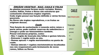 ÓRGÃOS VEGETAIS - RAIZ, CAULE E FOLHA
As plantas possuem formas muito variadas. Raízes,
caules, folhas, frutos e flores são estruturas que
comumente chamamos órgãos vegetais.
Cada órgão possui sua função definida e várias formas
possíveis.
As flores são órgãos reprodutivos, e os frutos se
originam dessas.
Caule
Tem função de sustentação e conexão entre raízes e
parte aérea, pode realizar reservas de substâncias e
energia e pode ser fotossintético também.
Possui estruturas próprias, como:
- Nós = região de inserção das folhas e gemas laterais.
- Entrenós = região entre os nós.
- Gemas apicais = região meristemática na ponta do
caule.
- Gemas laterais = regiões meristemáticas localizadas
nos nós responsáveis pelo brotamento de novos
ramos, folhas ou flores.
 