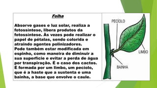 Folha
Absorve gases e luz solar, realiza a
fotossíntese, libera produtos da
fotossíntese. Às vezes pode realizar o
papel de pétalas, sendo colorida e
atraindo agentes polinizadores.
Pode também estar modificada em
espinho, como maneira de diminuir a
sua superfície e evitar a perda de água
por transpiração. É o caso dos cactos.
É formada por um limbo, um pecíolo,
que é a haste que a sustenta e uma
bainha, a base que envolve o caule.
 