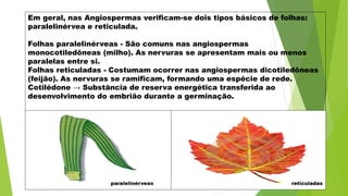 Em geral, nas Angiospermas verificam-se dois tipos básicos de folhas:
paralelinérvea e reticulada.
Folhas paralelinérveas - São comuns nas angiospermas
monocotiledôneas (milho). As nervuras se apresentam mais ou menos
paralelas entre si.
Folhas reticuladas - Costumam ocorrer nas angiospermas dicotiledôneas
(feijão). As nervuras se ramificam, formando uma espécie de rede.
Cotilédone → Substância de reserva energética transferida ao
desenvolvimento do embrião durante a germinação.
 