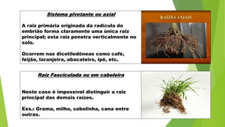 Sistema pivotante ou axial
A raiz primária originada da radícula do
embrião forma claramente uma única raiz
principal; esta raiz penetra verticalmente no
solo.
Ocorrem nas dicotiledôneas como café,
feijão, laranjeira, abacateiro, ipê, etc.
Raiz Fasciculada ou em cabeleira
Neste caso é impossível distinguir a raiz
principal das demais raízes.
Exs.: Grama, milho, cebolinha, cana entre
outras.
 