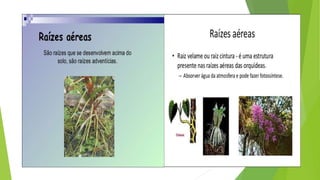 Histologia vegetal