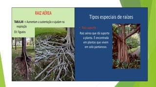 Histologia vegetal