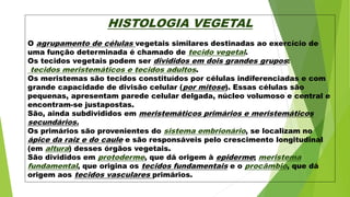HISTOLOGIA VEGETAL
O agrupamento de células vegetais similares destinadas ao exercício de
uma função determinada é chamado de tecido vegetal.
Os tecidos vegetais podem ser divididos em dois grandes grupos:
tecidos meristemáticos e tecidos adultos.
Os meristemas são tecidos constituídos por células indiferenciadas e com
grande capacidade de divisão celular (por mitose). Essas células são
pequenas, apresentam parede celular delgada, núcleo volumoso e central e
encontram-se justapostas.
São, ainda subdivididos em meristemáticos primários e meristemáticos
secundários.
Os primários são provenientes do sistema embrionário, se localizam no
ápice da raiz e do caule e são responsáveis pelo crescimento longitudinal
(em altura) desses órgãos vegetais.
São divididos em protoderme, que dá origem à epiderme; meristema
fundamental, que origina os tecidos fundamentais e o procâmbio, que dá
origem aos tecidos vasculares primários.
 