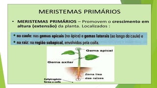 Caliptrogênio-
forma a coifa
 