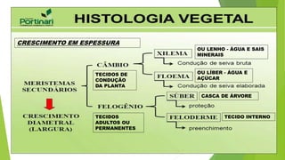 CRESCIMENTO EM ESPESSURA
TECIDOS
ADULTOS OU
PERMANENTES
CASCA DE ÁRVORE
TECIDO INTERNO
TECIDOS DE
CONDUÇÃO
DA PLANTA
OU LENHO - ÁGUA E SAIS
MINERAIS
OU LÍBER - ÁGUA E
AÇÚCAR
 
