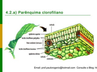 Email: prof.paulorogerio@hotmail.com Consulte o Blog: ht
4.2.a) Parênquima clorofiliano
 