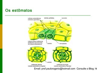 Email: prof.paulorogerio@hotmail.com Consulte o Blog: ht
Os estômatos
 