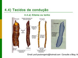 Email: prof.paulorogerio@hotmail.com Consulte o Blog: ht
4.4) Tecidos de condução
4.4.a) Xilema ou lenho
 